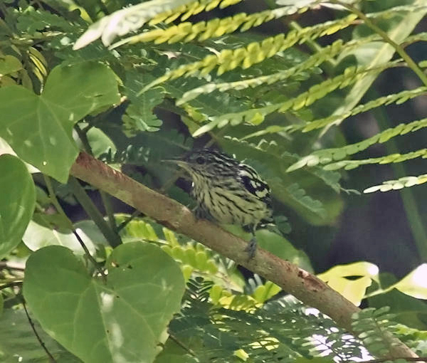 Guyanan Streaked Antwren - Myrmotherula surinamensis