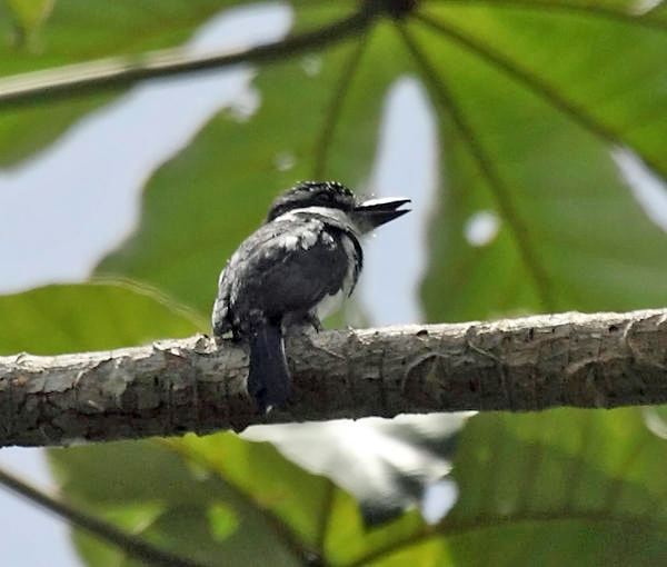 Pied Puffbird - Notharchus tectus