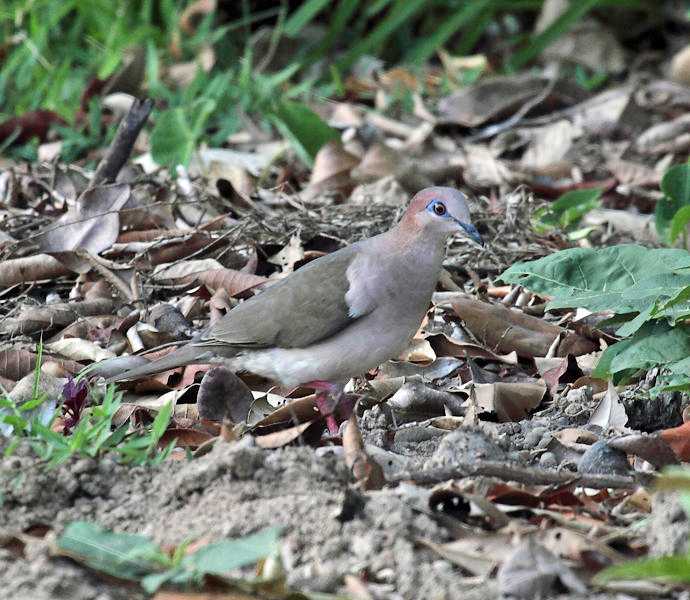 White-tipped Dove - Leptotila verreauxi