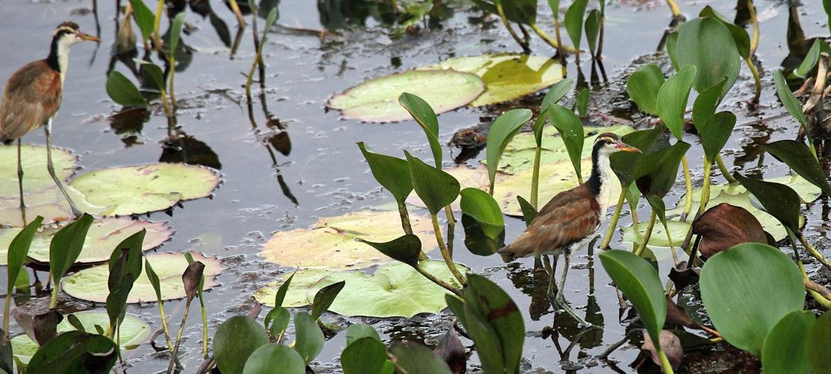 Wattled Jacana - Jacana jacana (immature)