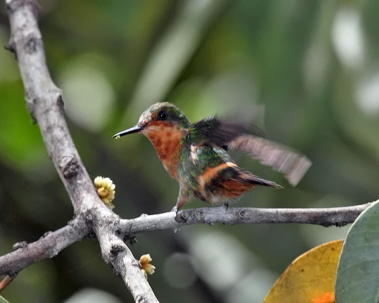 Racket-tailed Coquette - Discosura longicaudus (female)