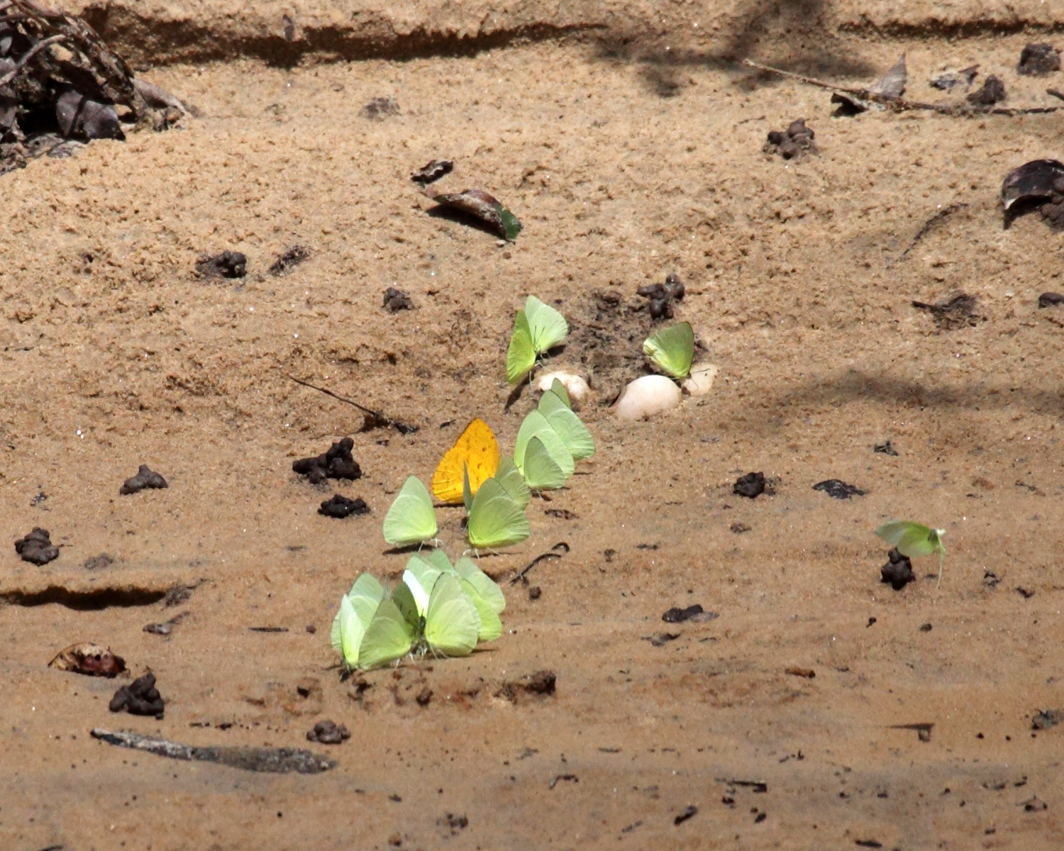 Lemon Migrant - Catopsilia pomona & Large Orange Sulphur - Phoebis agarithe