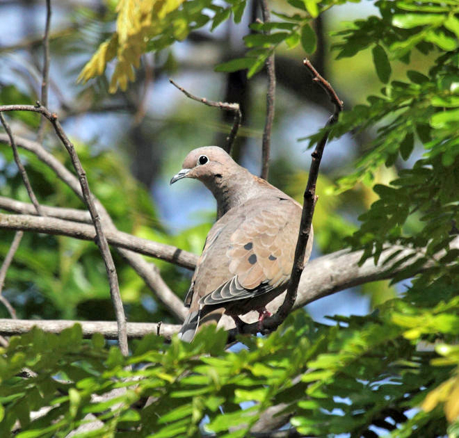 Eared Dove - Zenaida auriculata