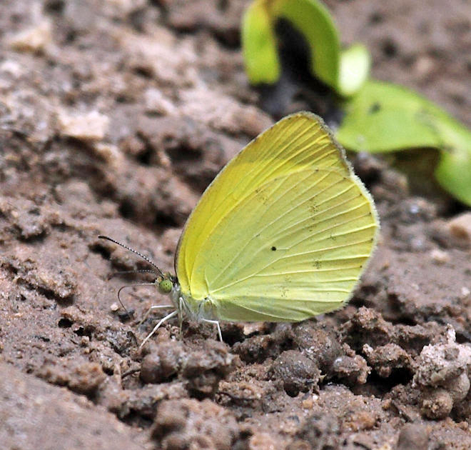 Venusta Grass Yellow -  Pyrisitia venusta 