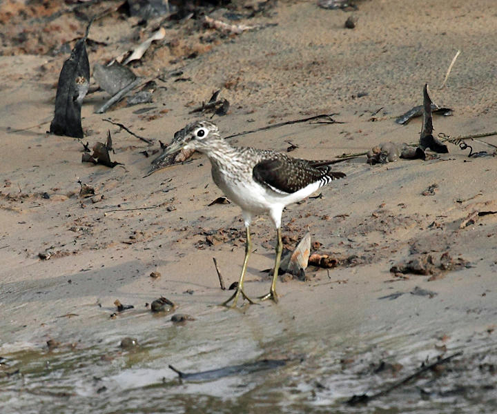 Solitary Sandpiper - Tringa solitaria
