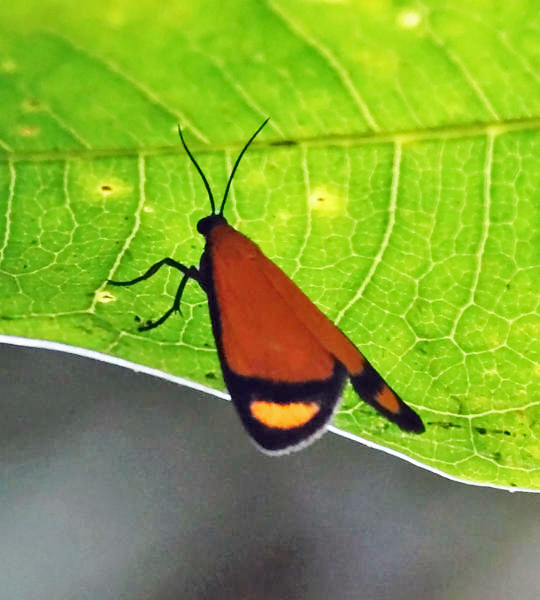 Antona repleta