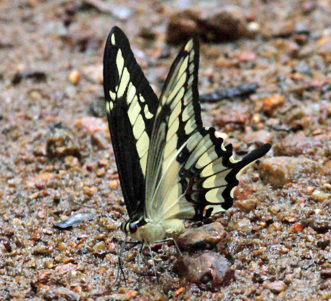 Straight-banded Swallowtail - Heraclides paeon