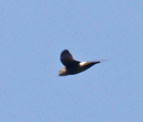 Band-rumped Swift - Chaetura spinicaudus