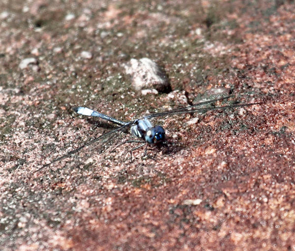 Macrothemis polyneura