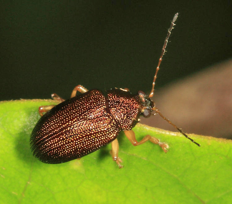 Eumolpinae - Colaspis sp.