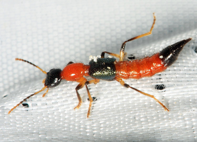 Paederus sp.