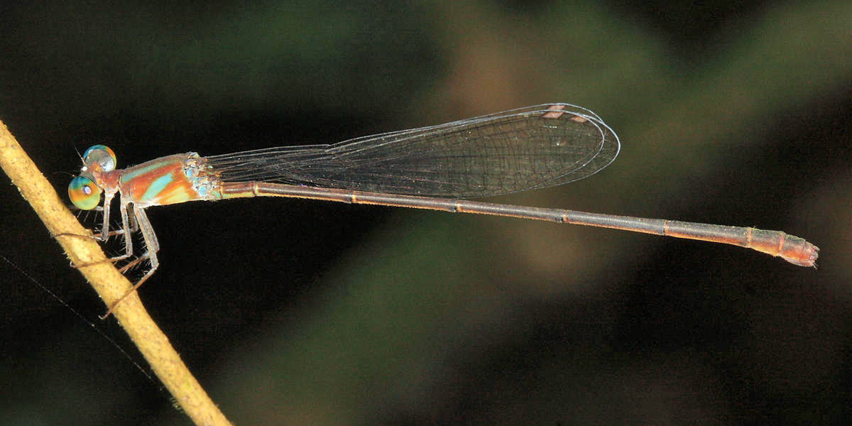 Phoenicagrion flammeum