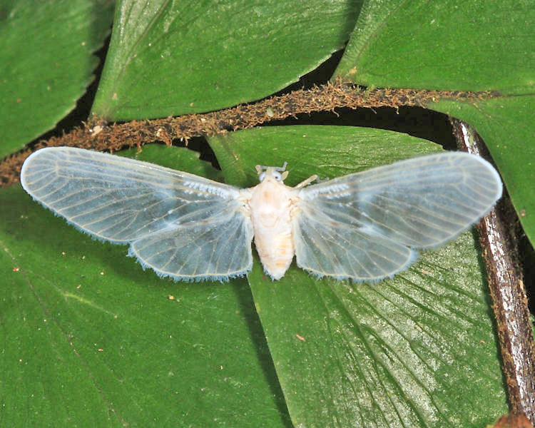 Mysidia sp.