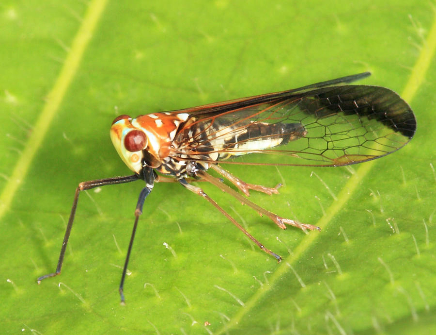 Cixiidae - Taosa sp.