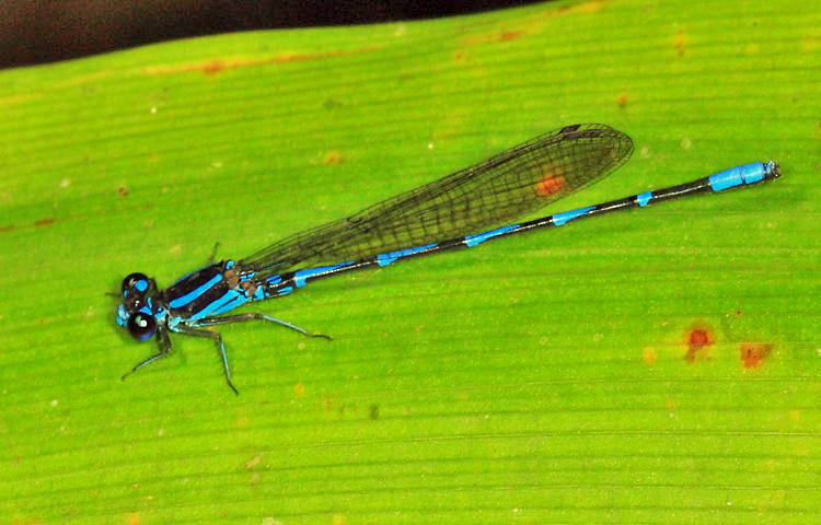 Argia oculata