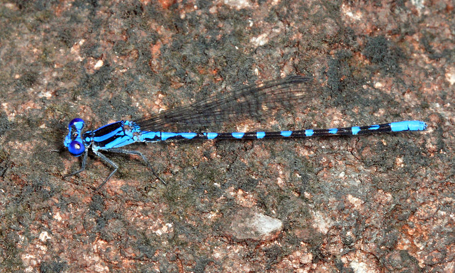 Argia joallynae