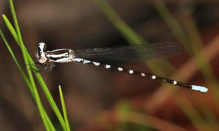Argia joallynae