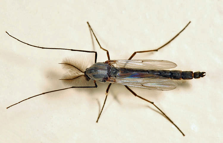 Glyptotendipes lobiferus complex