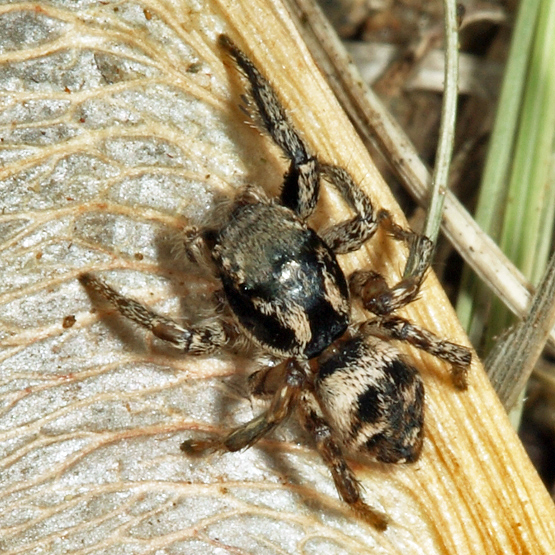 Habronattus coecatus