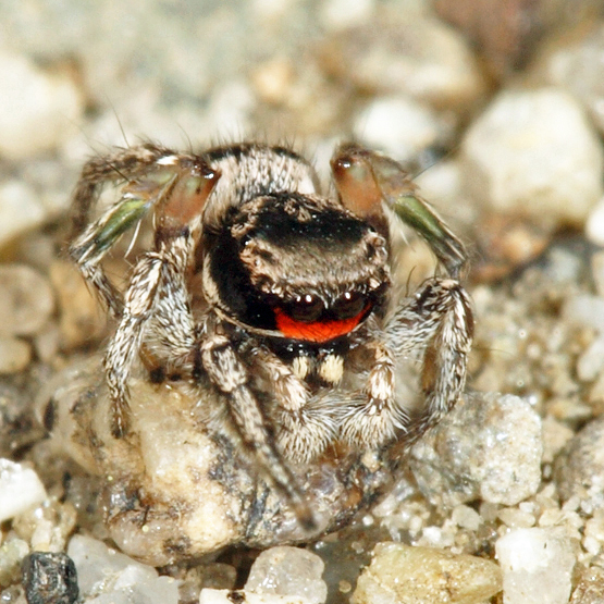 Habronattus coecatus