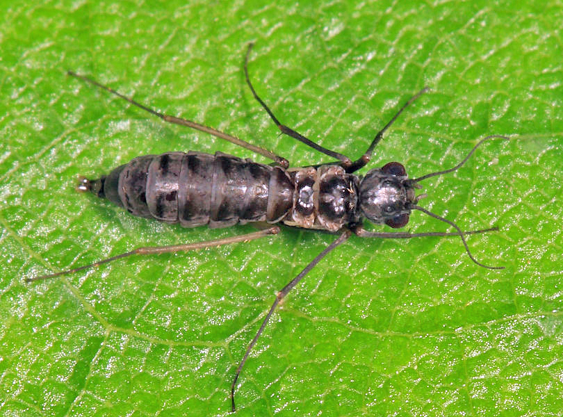 Dolophilodes distinctus (wingless female)