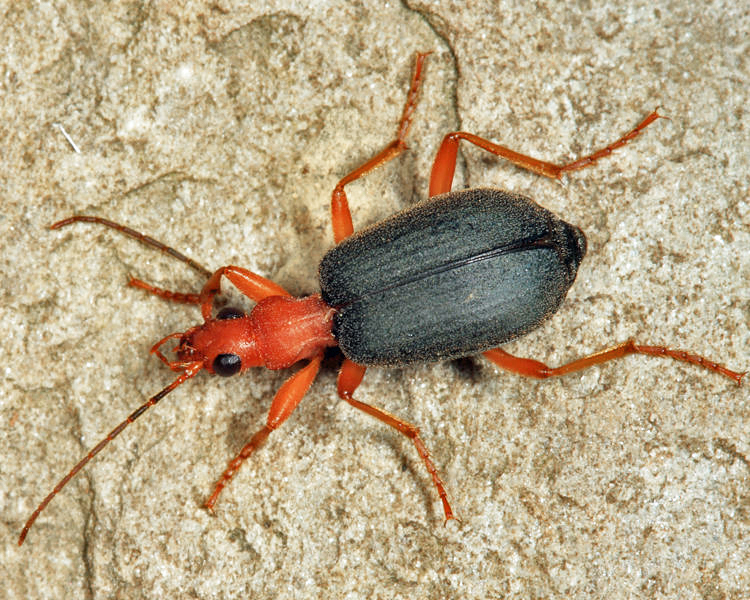 Brachinus cyanochroaticus