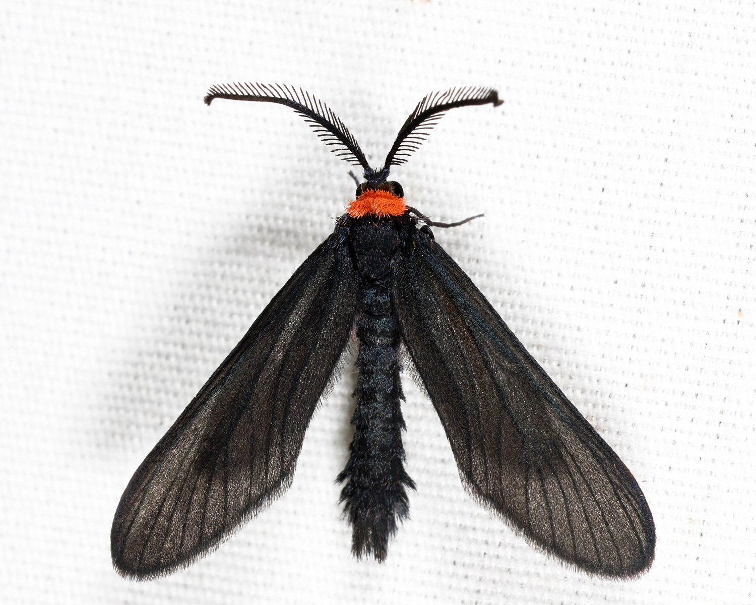 4624 - Grapeleaf Skeletonizer - Harrisina americana