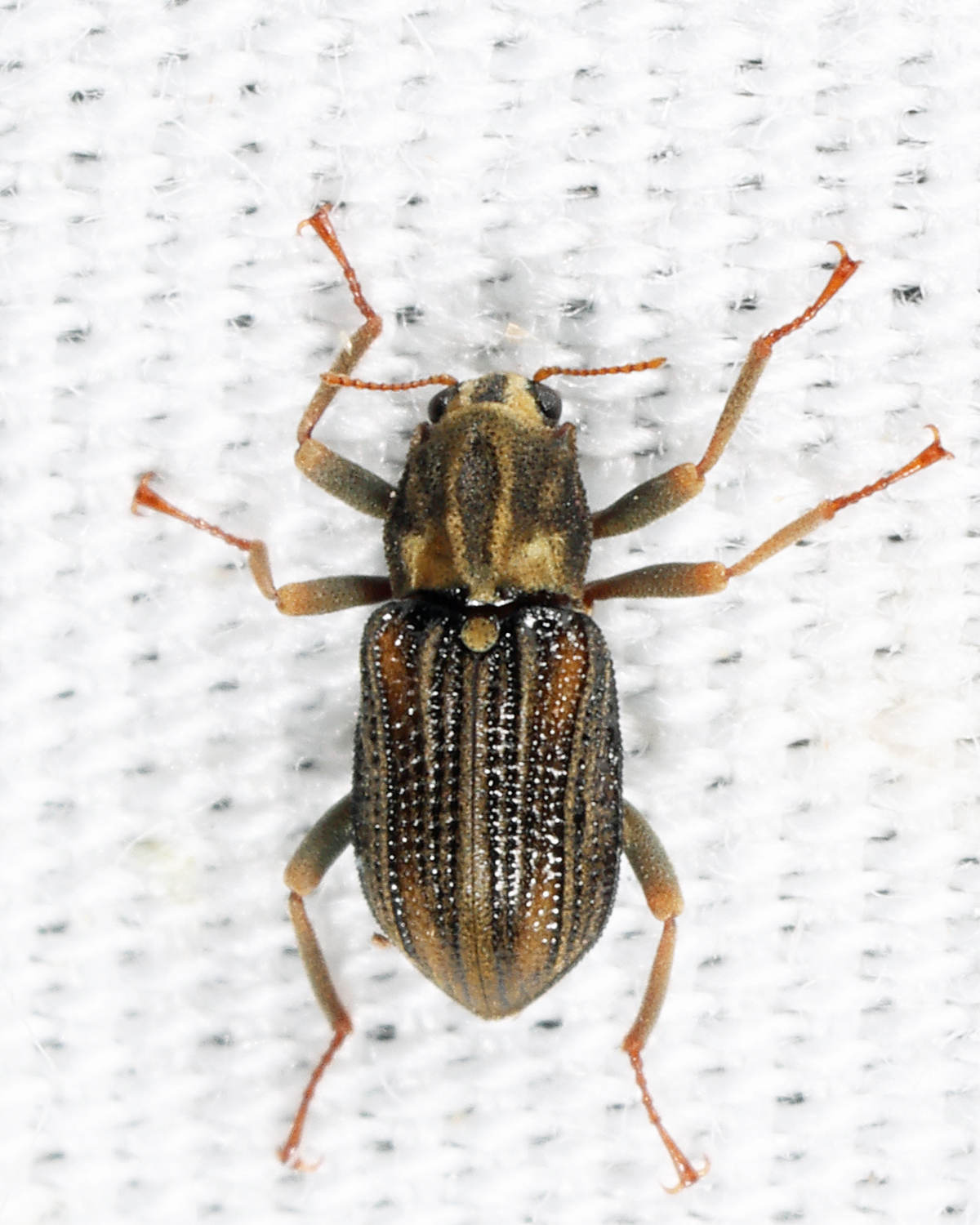 Stenelmis crenata