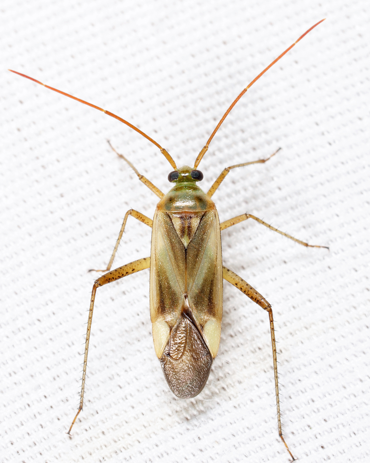 Alfalfa Plant Bug - Adelphocoris lineolatus