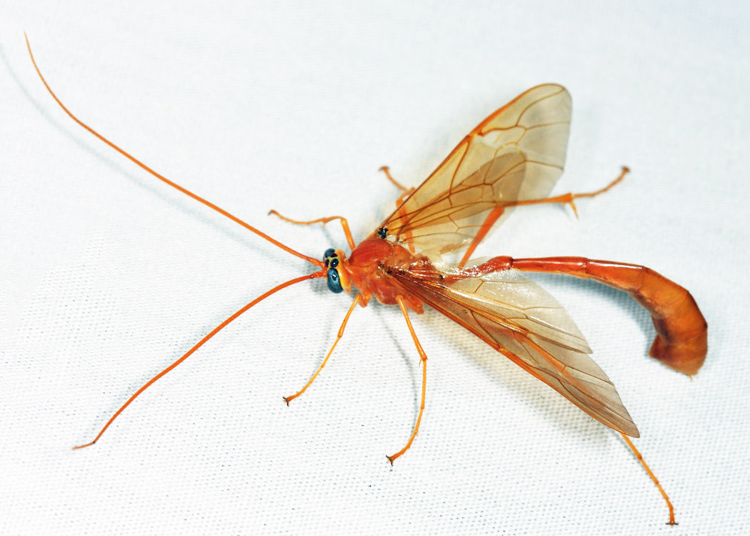 Enicospilus americanus complex
