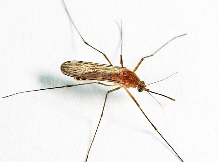Northern Frog-biting Mosquito - Culex territans
