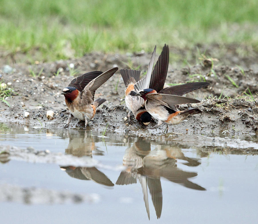 Cliff Swallow - Petrochelidon pyrrhonota