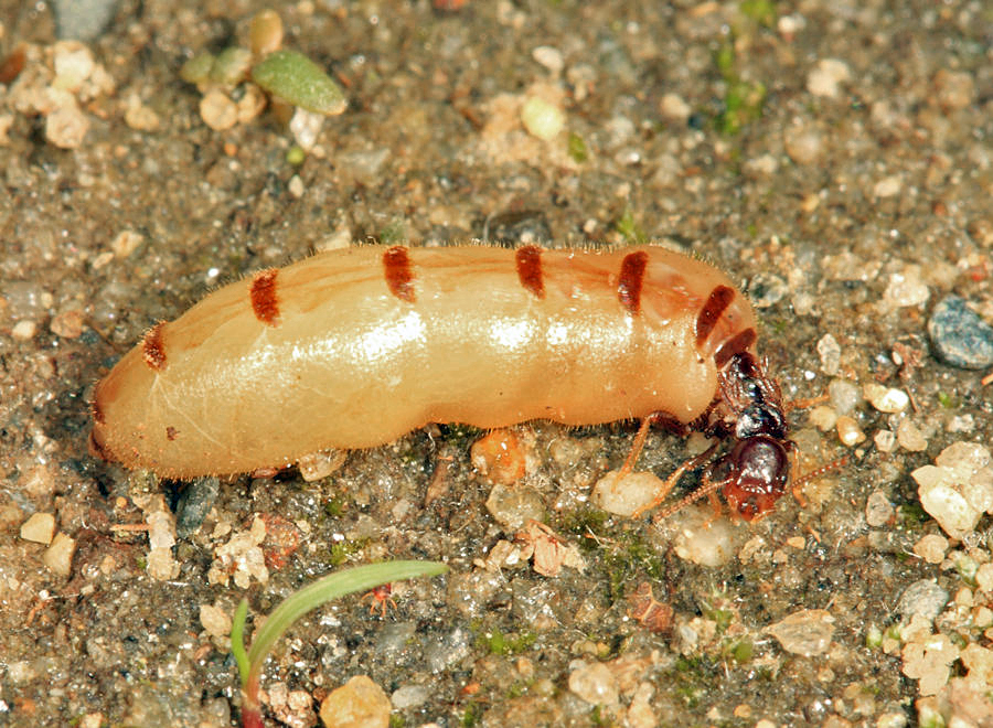 Eastern Subterranean Termite - Reticulitermes flavipes (queen)