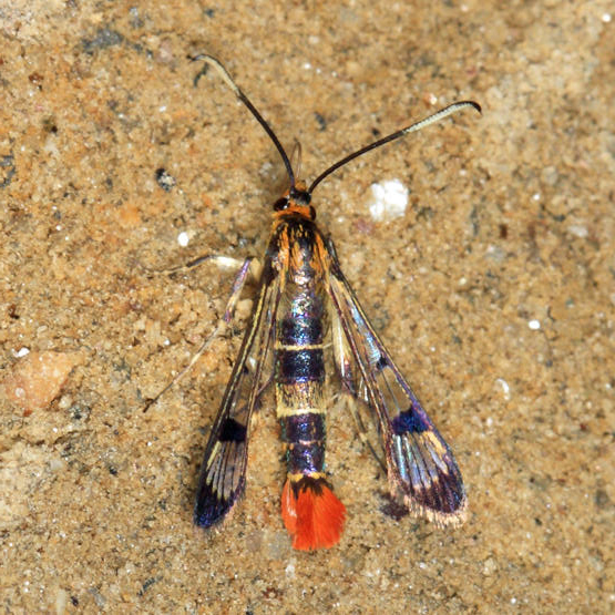 2546 - Red Maple Borer - Synanthedon acerrubri