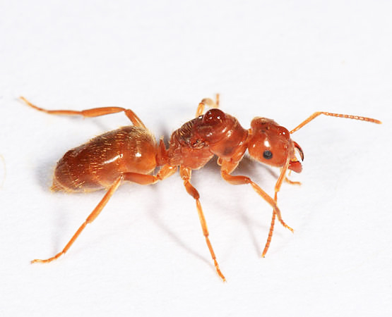 Lasius subumbratus