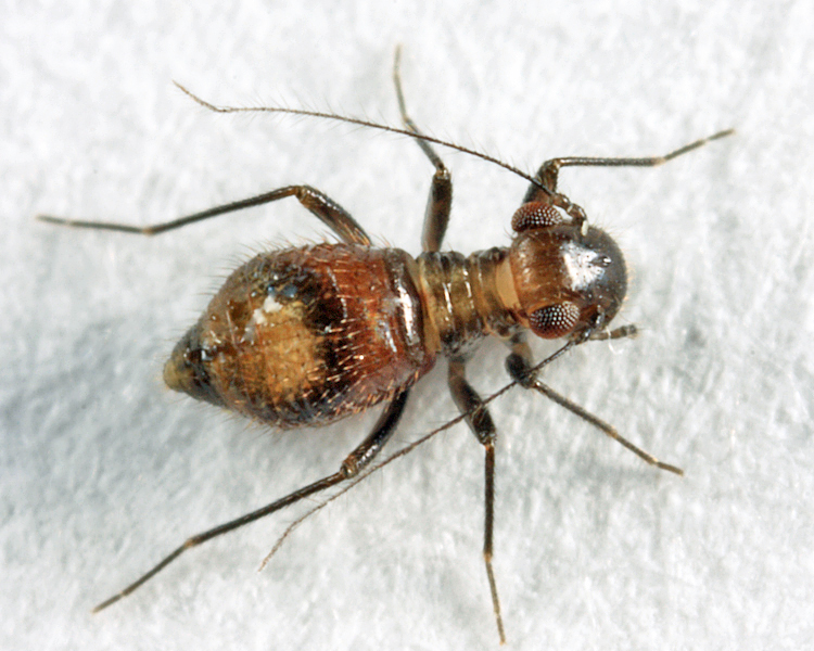 Bertkauia crosbyana
