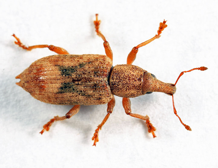 Listronotus appendiculatus