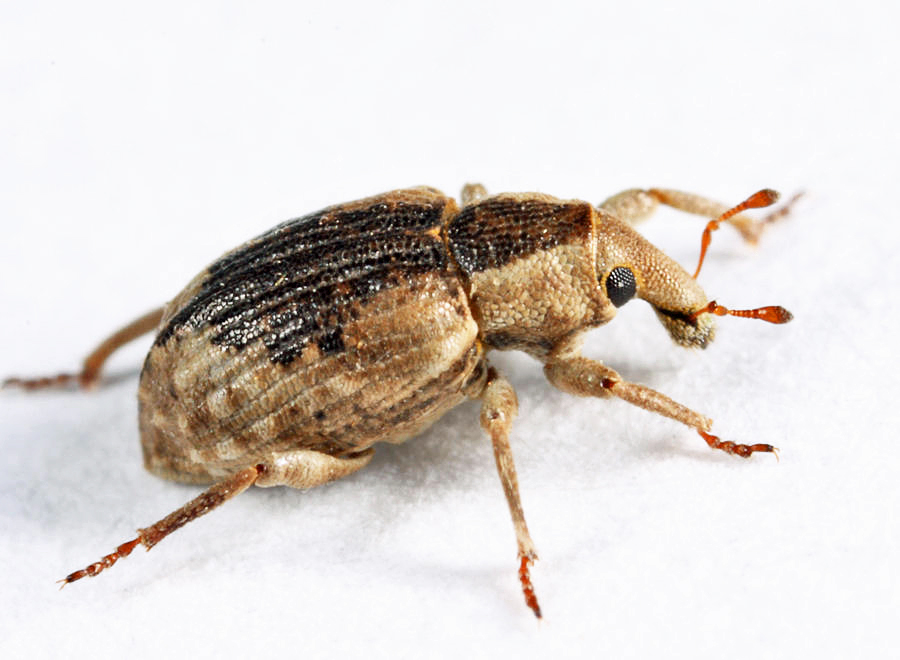 Lissorhoptrus oryzophilus
