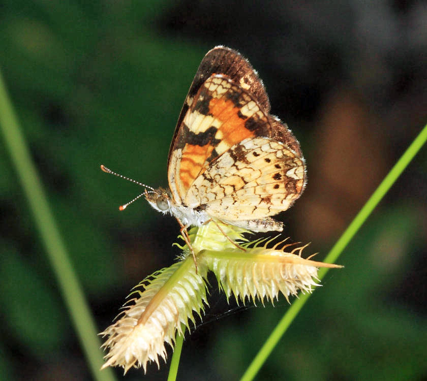 Phaon crescent - Phyciodes phaon