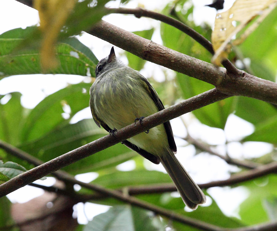 Greenish Elaenia - Myiopagis viridicata