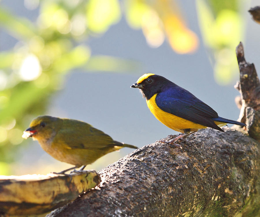 Orange-bellied Euphonia - Euphonia xanthogaster 