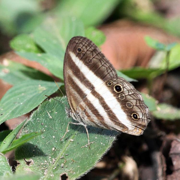 Banded White Ringlet - Pareuptychia ocirrhoe