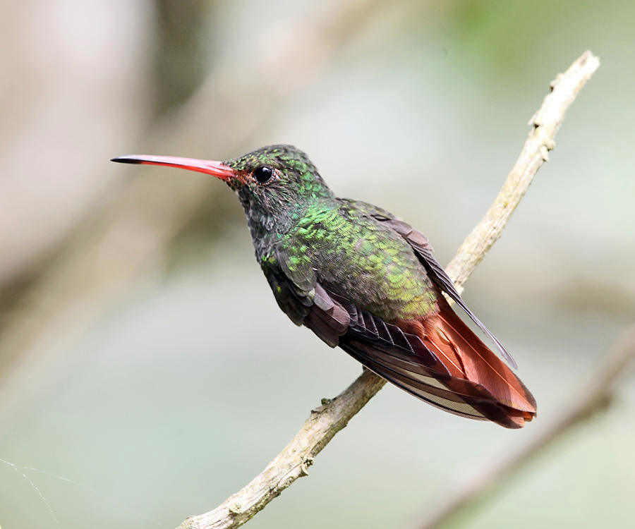 Rufous-tailed Hummingbird - Amazilia tzacatl