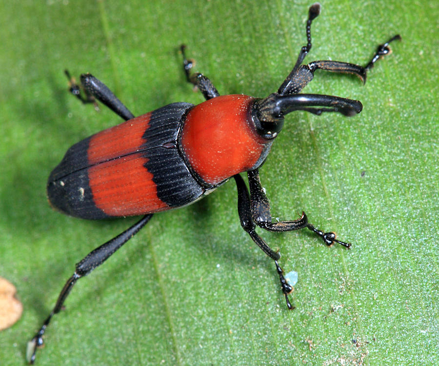 Rhodobaenus apicalis