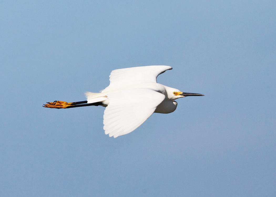 Snowy Egret - Egretta thula