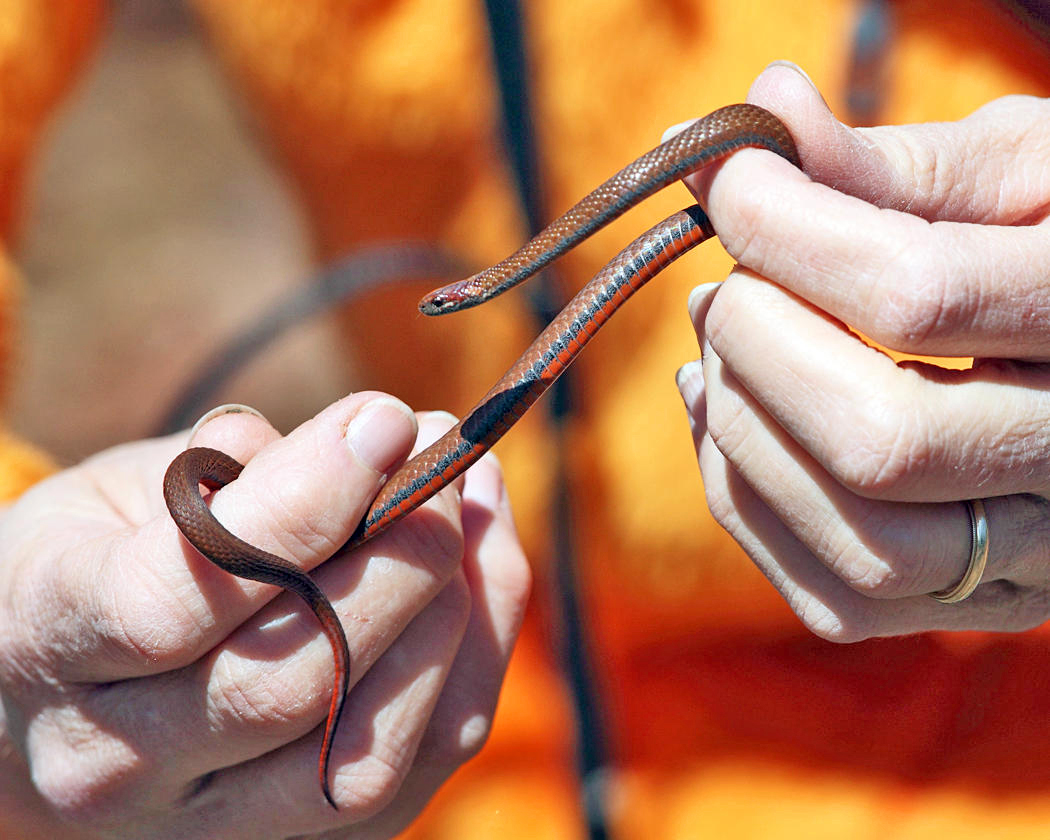 Northern Red-bellied Snake - Storeria occipitomaculata occipitomaculata