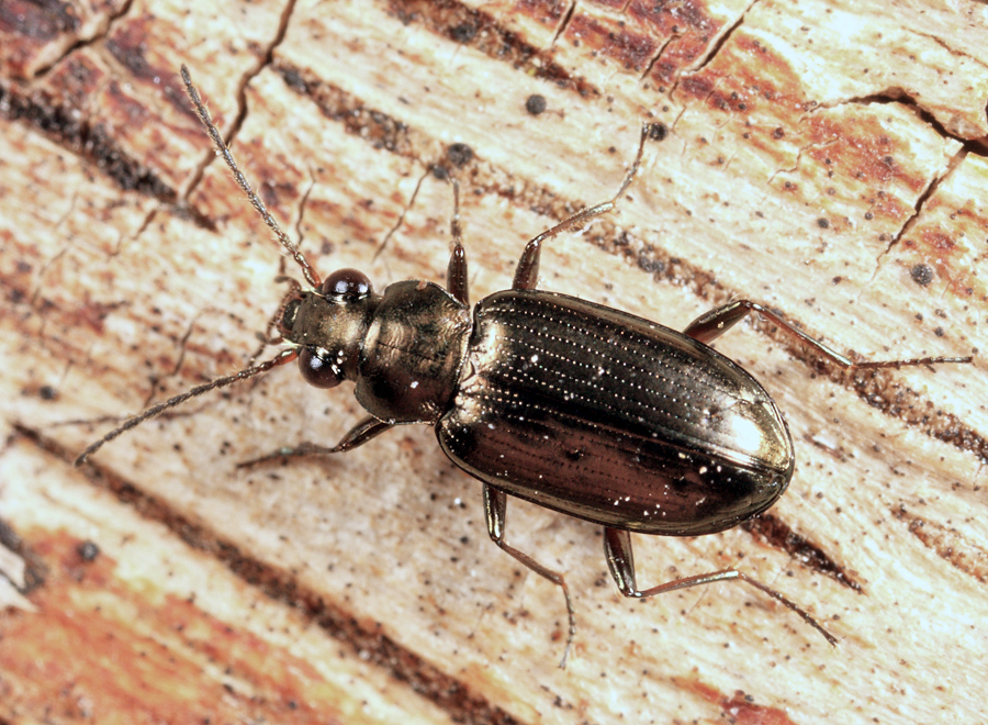 Bembidion americanum