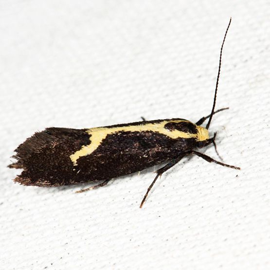 1058 - The Skunk Moth - Polix coloradella