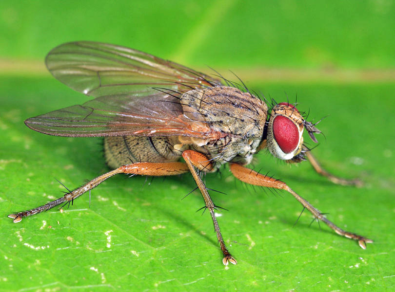 Macrorchis ausoba