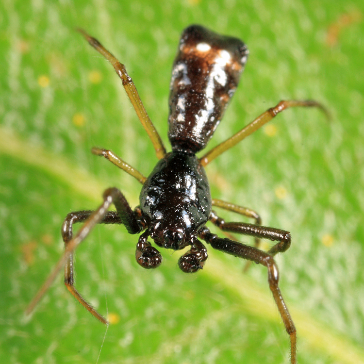 Arrowshaped Micrathena - Micrathena sagittata (male)